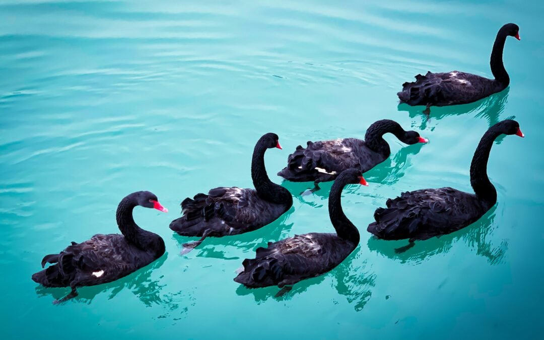 Cisnes negros, “patitos” y zopilotes