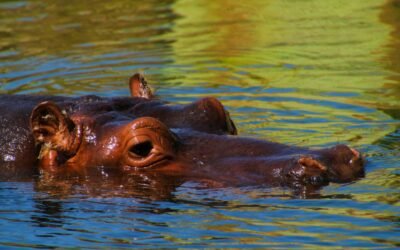 Hipopótamos en el transporte