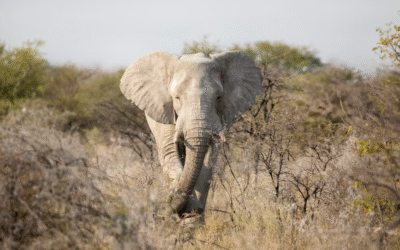 Percibir, padecer y resolver